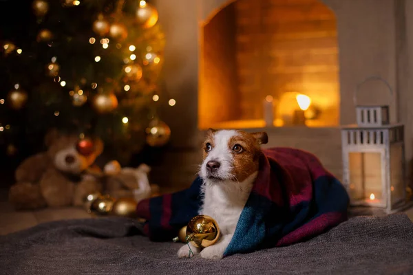 Hund Jack Russell Terrier. Weihnachtszeit 2017, Neujahr — Stockfoto