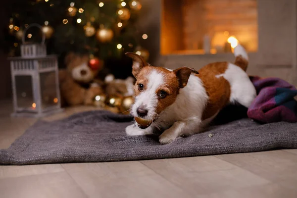 Hund Jack Russell Terrier. Weihnachtszeit 2017, Neujahr — Stockfoto