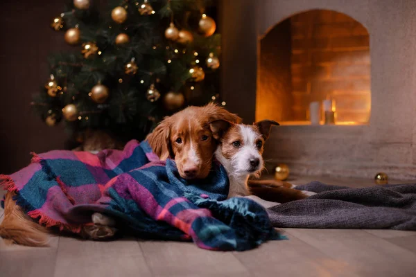 Kutya-Jack Russell Terrier és a kutya Nova Scotia Duck Retriever autópályadíj. Karácsonyi szezon 2017-ig, új év — Stock Fotó