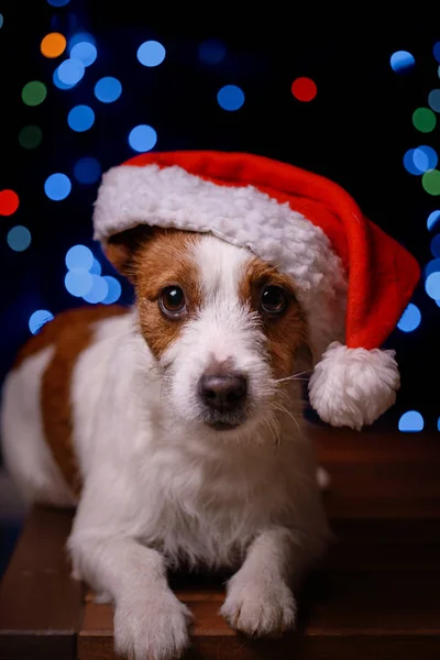 Felice anno nuovo, Natale, Cane in cappello Babbo Natale — Foto Stock