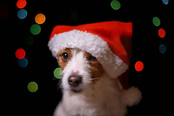 Felice anno nuovo, Natale, Cane in cappello Babbo Natale — Foto Stock