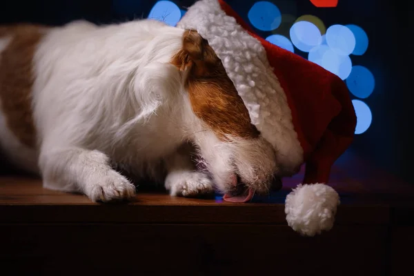 Szczęśliwy nowy rok, Boże Narodzenie, pies w czapkę Mikołaja — Zdjęcie stockowe