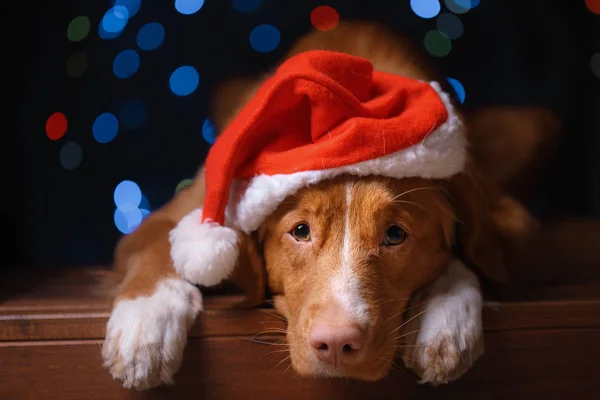 Felice anno nuovo, Natale, Cane in cappello Babbo Natale — Foto Stock