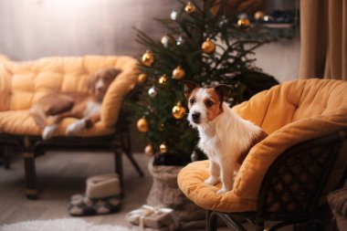 Jack Russell Terrier köpek. Noel sezon 2017, yeni yıl