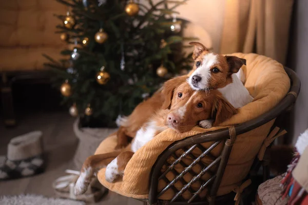 Pies Jack Russell Terrier i pies Nova Scotia Duck przejazd Retriever. Boże Narodzenie sezon 2017, nowy rok — Zdjęcie stockowe