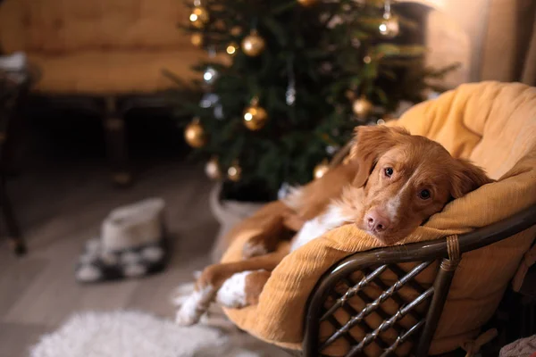 狗新斯科舍省鸭寻回犬。圣诞季节到 2017 年，新的一年 — 图库照片