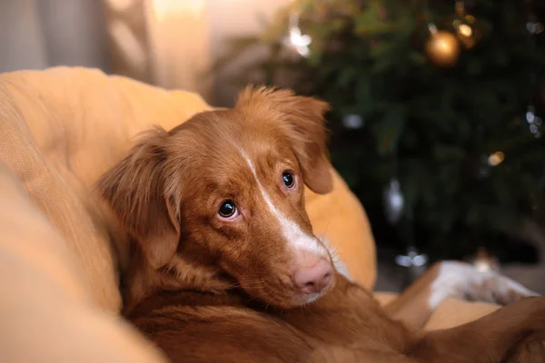 Pies Nova Scotia Duck Tolling Retriever. Boże Narodzenie sezon 2017, nowy rok — Zdjęcie stockowe