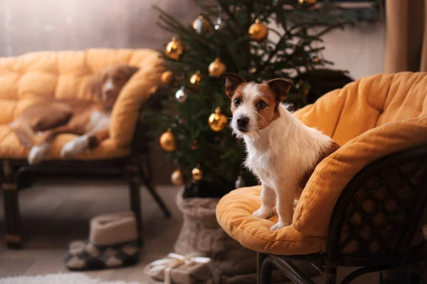 Dog Jack Russell Terrier. Christmas season 2017, new year — Stock Photo, Image