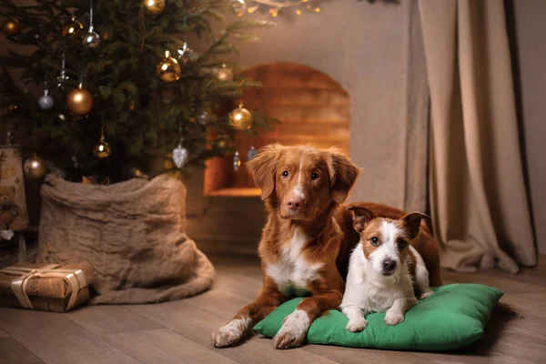 Dog Jack Russell Terrier y Dog Nova Scotia Duck Tolling Retriever. Temporada de Navidad 2017, año nuevo —  Fotos de Stock