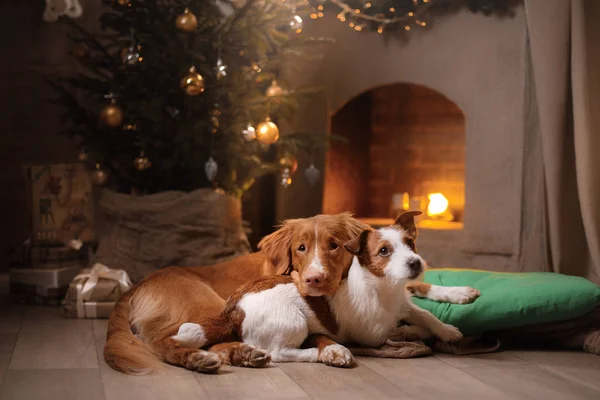 Köpek Jack Russell Terrier ve köpek Nova Scotia Duck Tolling Retriever. Noel sezon 2017, yeni yıl — Stok fotoğraf