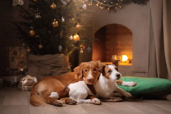 Pies Jack Russell Terrier i pies Nova Scotia Duck przejazd Retriever. Boże Narodzenie sezon 2017, nowy rok — Zdjęcie stockowe