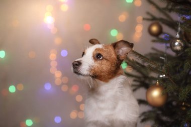 Mutlu yeni yıl, yılbaşı, Jack Russell Terrier. tatil ve kutlama