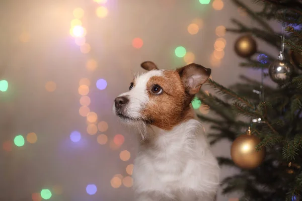 新年あけましておめでとうございます、クリスマス、ジャック ・ ラッセル ・ テリア。休日および祭典 — ストック写真