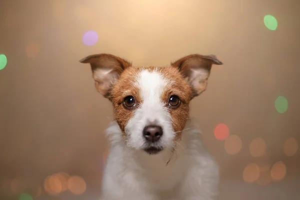 Happy New Year, Christmas, Jack Russell Terrier. holidays and celebration — Stock Image Happy New Year, Christmas, Jack Russell Terrier. holidays and celebration Stock Photo