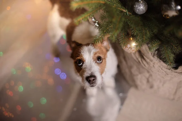 Frohes neues Jahr, Weihnachten, Jack Russell Terrier. Feiertage und Feiern — Stockfoto