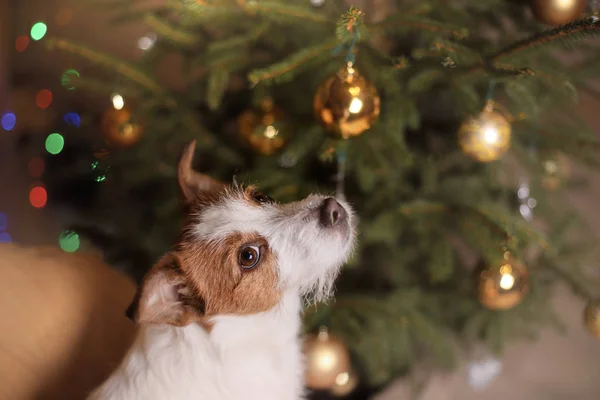 Bonne année, Noël, Jack Russell Terrier. vacances et célébration — Photo