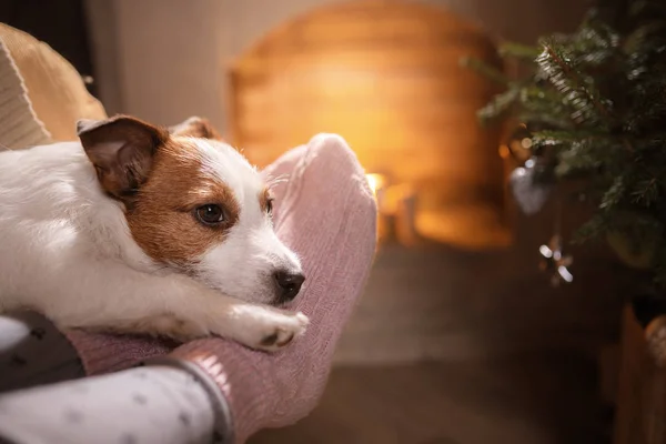 新年あけましておめでとうございます、クリスマス、ジャック ・ ラッセル ・ テリア。休日および祭典 — ストック写真