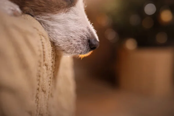 Frohes neues Jahr, Weihnachten, Jack Russell Terrier. Feiertage und Feiern — Stockfoto