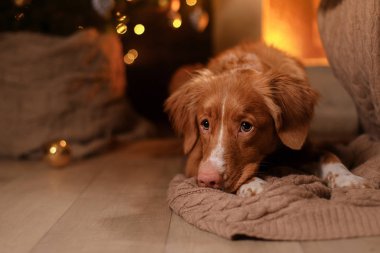 Mutlu yeni yıl, yılbaşı, köpek Nova Scotia Duck Tolling Retriever, tatil ve kutlama