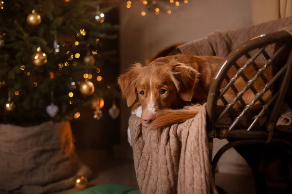 Mutlu yeni yıl, yılbaşı, köpek Nova Scotia Duck Tolling Retriever, tatil ve kutlama — Stok fotoğraf