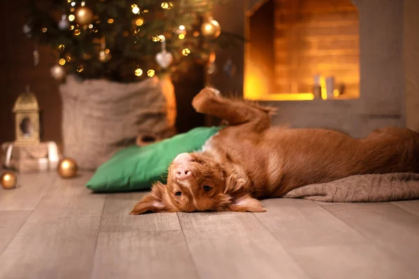 Frohes Neues Jahr, Weihnachten, Dog Nova Scotia Entenmaut-Retriever, Feiertage und Feiern — Stockfoto