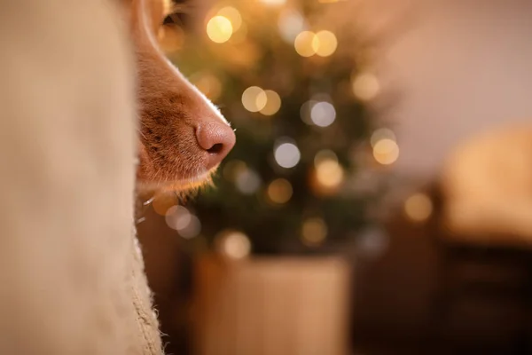 Feliz Ano Novo, Natal, Dog Nova Scotia Duck Tolling Retriever, feriados e celebração — Fotografia de Stock