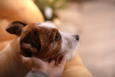 Jack Russell Terrier köpek. Mutlu yeni yıl, yılbaşı, evde beslenen hayvan içinde belgili tanımlık oda Noel ağacı