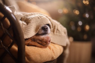 Köpek Jack Russell Terrier ve köpek Nova Scotia Duck Tolling Retriever .