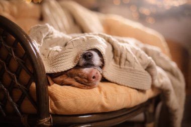 Köpek Jack Russell Terrier ve köpek Nova Scotia Duck Tolling Retriever .
