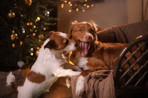 Dog Jack Russell Terrier y Dog Nova Scotia Duck Tolling Retriever. Feliz Año Nuevo, Navidad, mascota en la habitación el árbol de Navidad —  Fotos de Stock