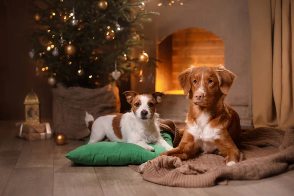 Pies Jack Russell Terrier i pies Nova Scotia Duck przejazd Retriever. Nowy rok, Boże Narodzenie, zwierzę w pokoju Choinka — Zdjęcie stockowe