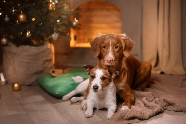 Kutya-Jack Russell Terrier és a kutya Nova Scotia Duck Retriever autópályadíj. Boldog új évet, karácsony, kisállat a szobában a karácsonyfa — Stock Fotó