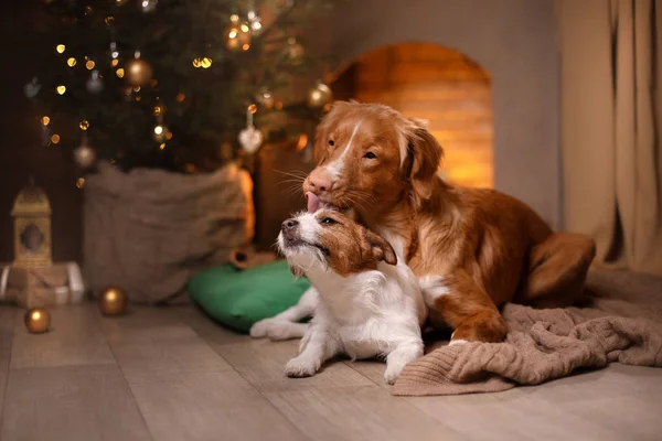 Hund Jack Russell Terrier och hunden Nova Scotia Duck Tolling Retriever. Gott nytt år, jul, sällskapsdjur på rummet julgran — Stockfoto