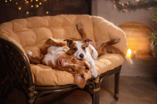 Kutya-Jack Russell Terrier és a kutya Nova Scotia Duck Retriever autópályadíj. Boldog új évet, karácsony, kisállat a szobában a karácsonyfa — Stock Fotó