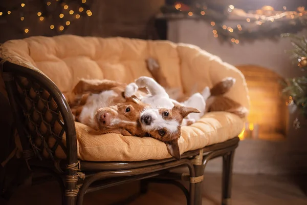 Dog Jack Russell Terrier e Dog Nova Scotia Duck Tolling Retriever. Feliz Ano Novo, Natal, animal de estimação no quarto a árvore de Natal — Fotografia de Stock