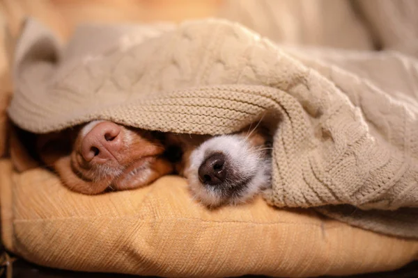 Dog Jack Russell Terrier and Dog Nova Scotia Duck Tolling Retriever .