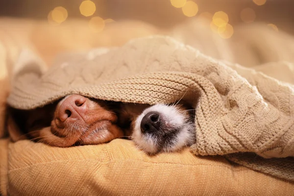 Dog Jack Russell Terrier und Dog Nova Scotia Ente Maut Retriever . — Stockfoto