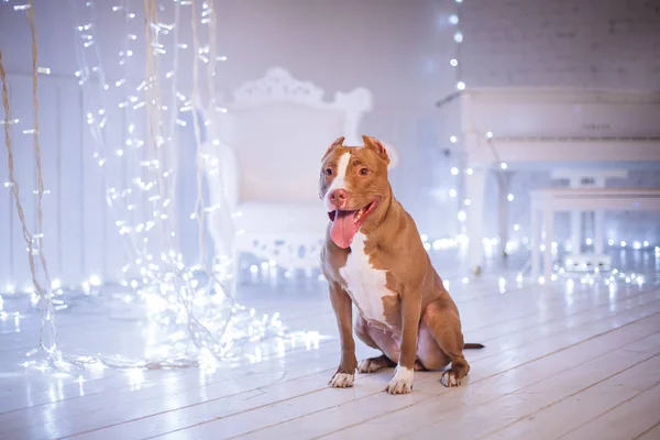 Feliz Ano Novo, Natal, animal de estimação no quarto. Pit bull dog — Fotografia de Stock