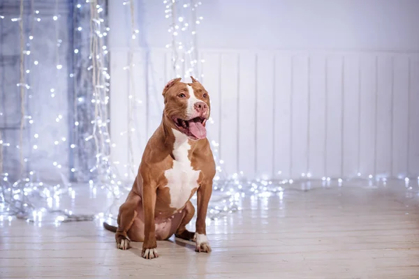 Feliz Año Nuevo, Navidad, mascota en la habitación. Pit bull dog — Foto de Stock