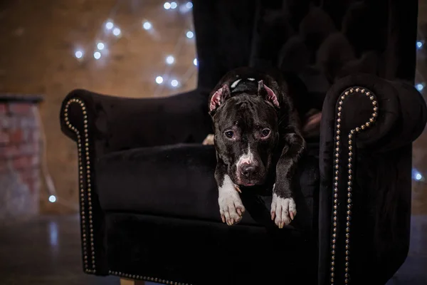 Nowy rok, Boże Narodzenie, zwierzę w pokoju. Pit bull pies leżący w fotelu — Zdjęcie stockowe