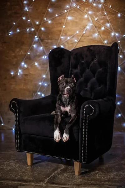 Buon anno, Natale, animaletto in camera. Pozzo cane toro sdraiato sulla sedia — Foto Stock