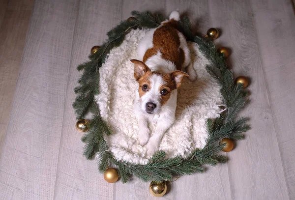 Feliz Año Nuevo, Navidad, Jack Russell Terrier. vacaciones y celebración, mascota en la habitación —  Fotos de Stock