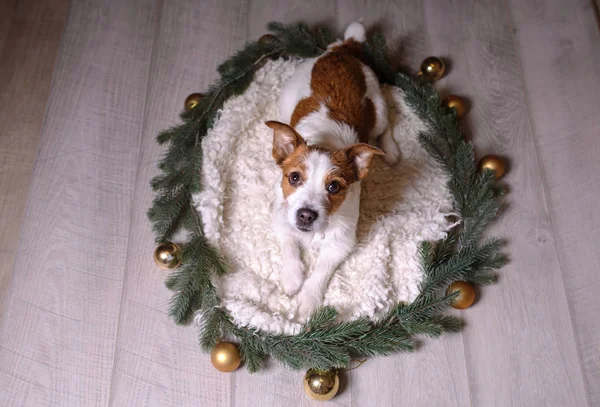 Happy New Year, Christmas, Jack Russell Terrier. holidays and celebration, pet in the room — Stock Photo, Image