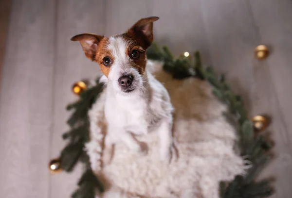 Happy New Year, Christmas, Jack Russell Terrier. holidays and celebration, pet in the room — Stock Photo, Image