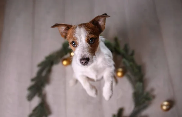 Frohes neues Jahr, Weihnachten, Jack Russell Terrier. Urlaub und Feiern, Haustier im Zimmer — Stockfoto