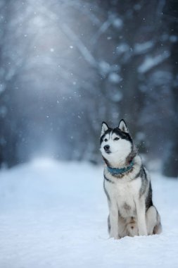 açık havada, itaatkâr ve atmosferik Sibirya Husky köpek