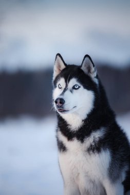 açık havada, itaatkâr ve atmosferik Sibirya Husky köpek