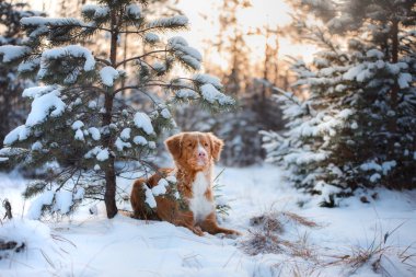 köpek Noel ağaçları, kış ruh hali içinde açık havada