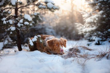 köpek Noel ağaçları, kış ruh hali içinde açık havada