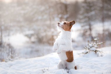 etkin köpek kriko Rusya korkunç Kışın açık havada
